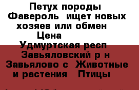 Петух породы “Фавероль“ ищет новых хозяев(или обмен) › Цена ­ 1 000 - Удмуртская респ., Завьяловский р-н, Завьялово с. Животные и растения » Птицы   